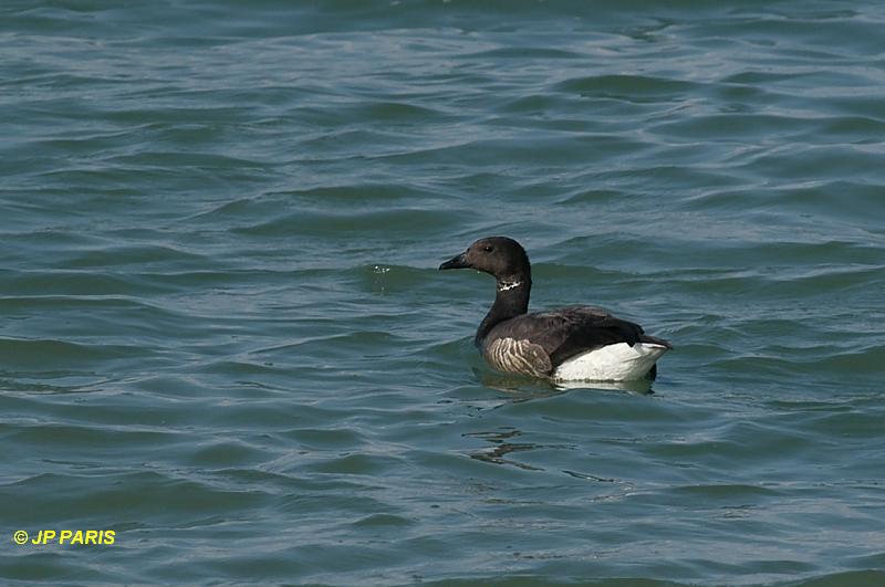 Branta bernicla
